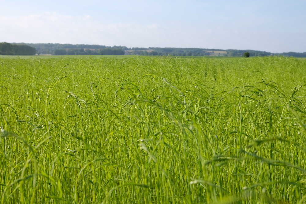 Flachspflanzen auf einem Feld in Frankreich